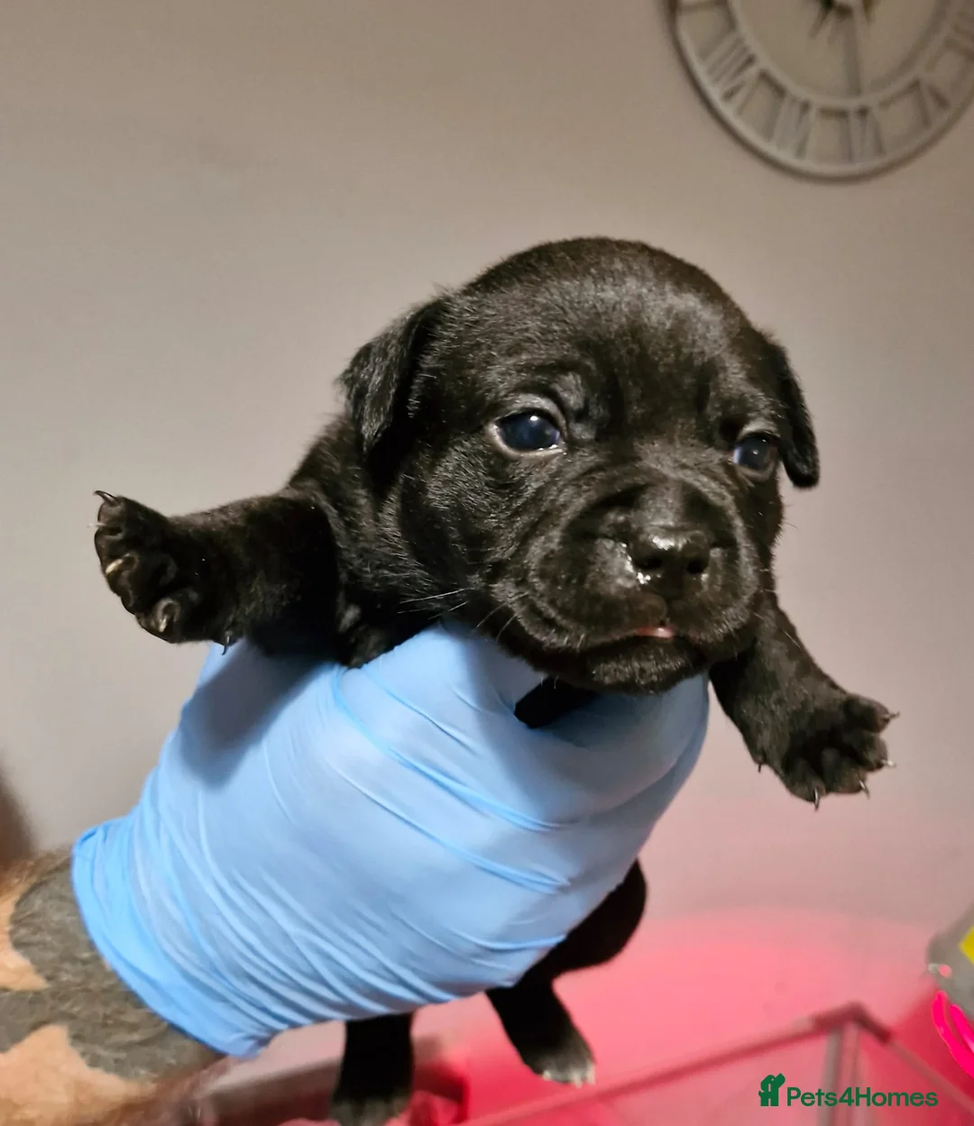 Staffordshire Bull Terrier dogs for sale: KC Staffordshire puppies champion lines - Advert 6