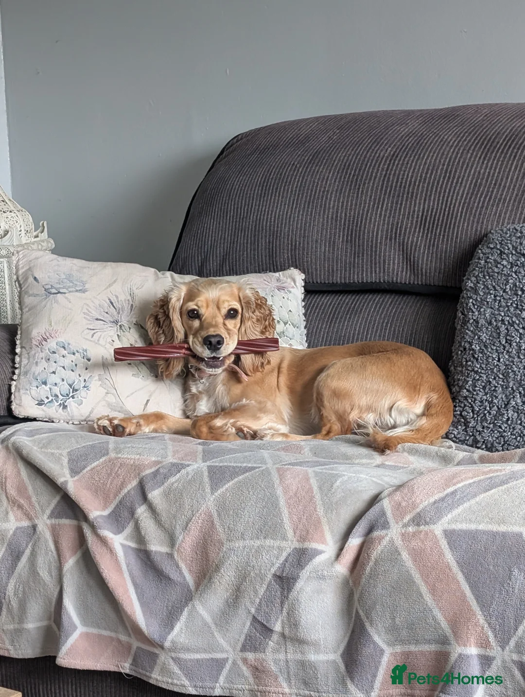 Cockalier dogs for sale: Cockalier Puppys - Advert 2