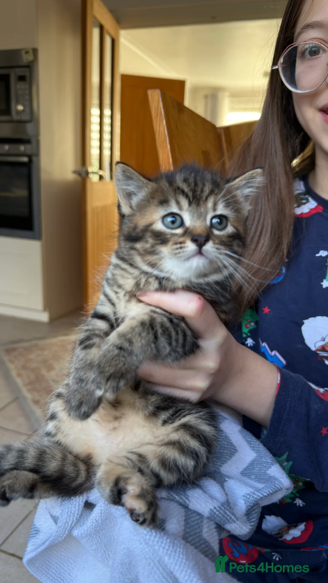 British Shorthair cats for sale: Lovely kittens  - Advert 3