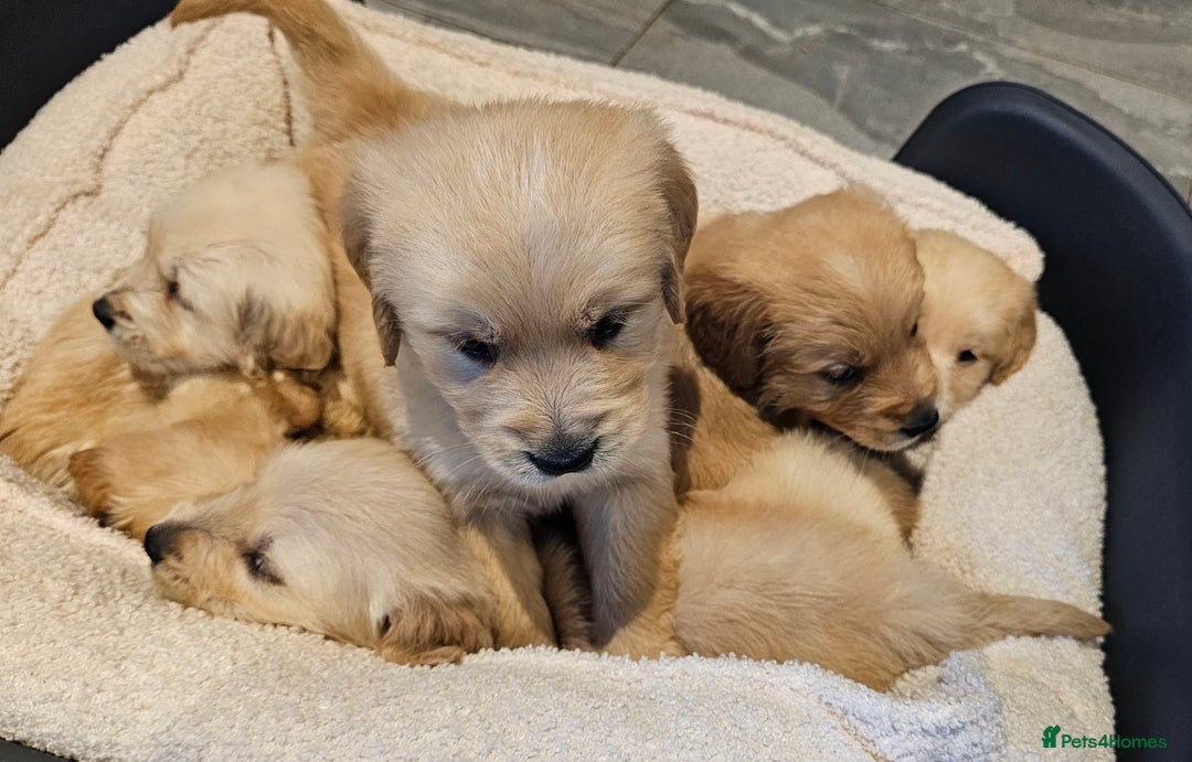 Golden Retriever dogs for sale: KC reg pedigree champion Golden Retriever pups - Advert 17