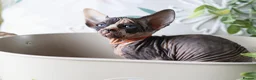 Sphynx cats for sale: Beautiful Pedigree Sphynx Kittens  - Advert 23