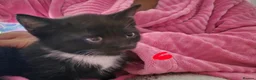 Mixed Breed cats for sale:  7 adorable kittens looking for their forever home - Advert 7