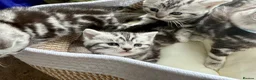 British Shorthair cats for sale: GCCF Rare Show Quality BSH Silver Tabby Kittens  - Advert 35