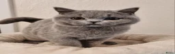 British Shorthair cats for sale: Stunning British Shorthair & Longhair Kittens  - Advert 14
