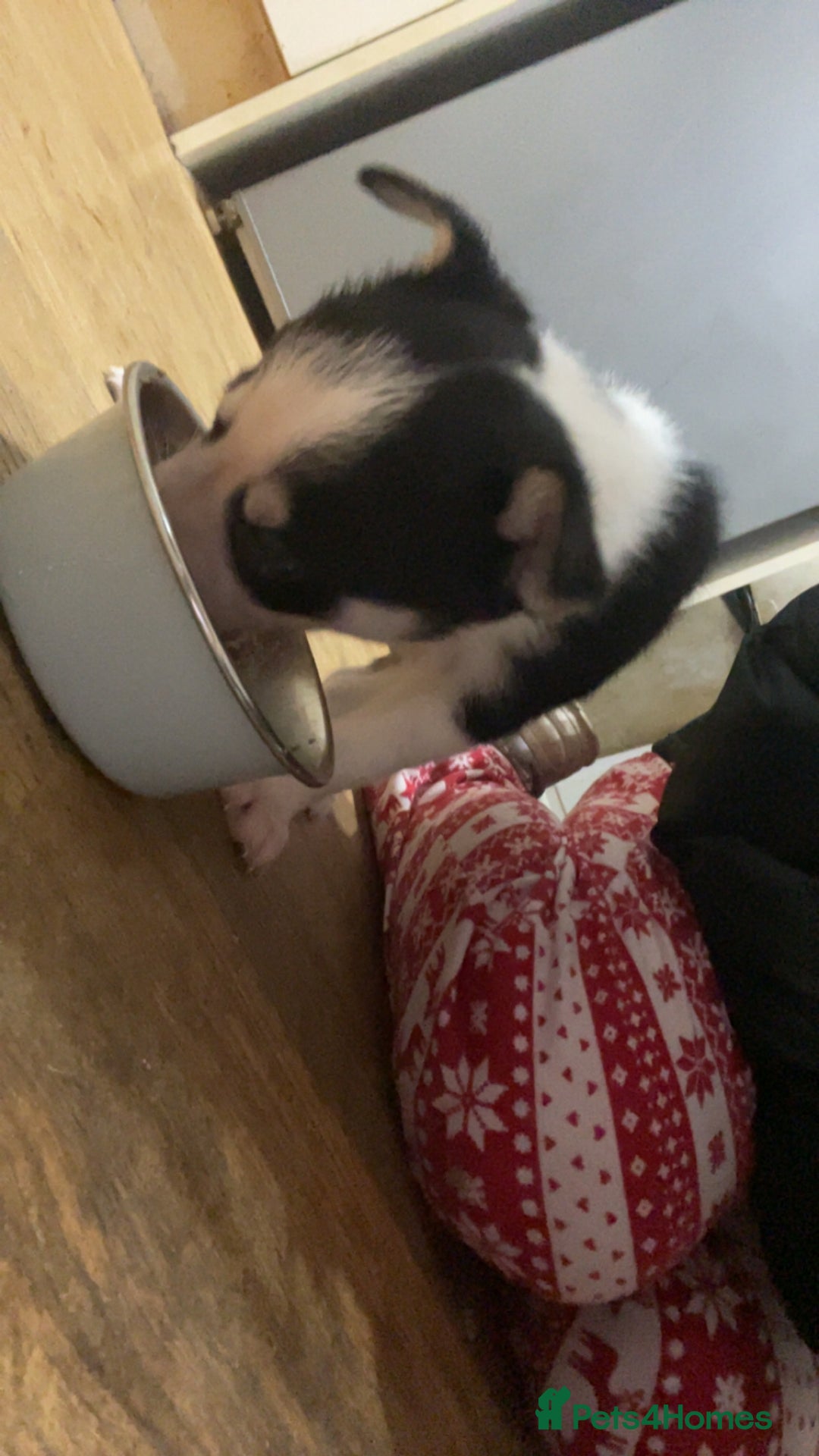 Mixed Breed dogs for sale: Puppies(husky dad-border collie mum) - Advert 4