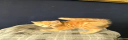 Mixed Breed cats for sale: Ready 5kittens raised with dogs and children - Advert 38