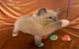 Ragdoll cats for sale: Adorable pure Ragdoll kittens boys and girls - Image 8