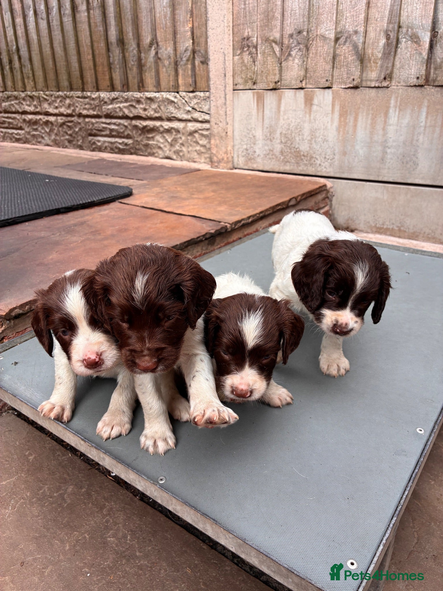 English Springer Spaniel dogs FTCH Sired Springer Spaniel Puppies - Advert 12
