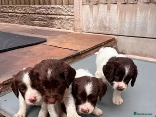 English Springer Spaniel dogs FTCH Sired Springer Spaniel Puppies - Advert 12