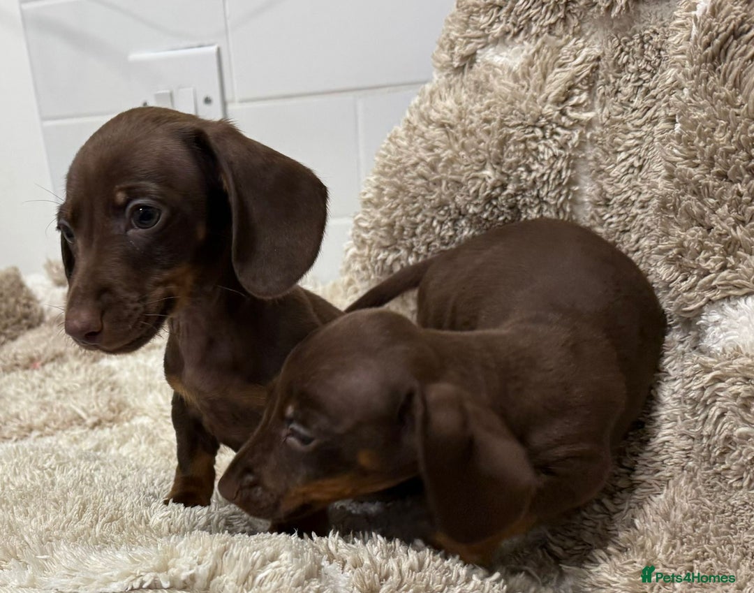 Miniature Dachshund dogs for sale: Miniature dachshunds. - Advert 6