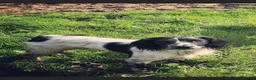 English Springer Spaniel dogs for sale: Health Tested Parents- KC Registered ESS - Advert 7