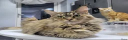 Maine Coon cats for sale: 4 Affectionate Maine Coon Kittens For Sale  - Advert 11