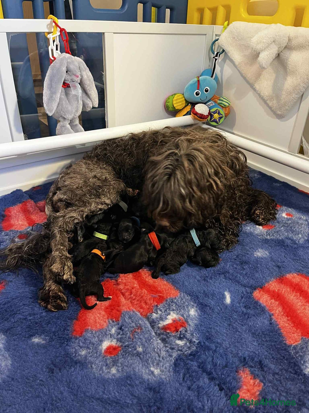 Portuguese Water Dog dogs for sale: Portuguese Water Dog Puppy–Boy Available Now - Advert 8