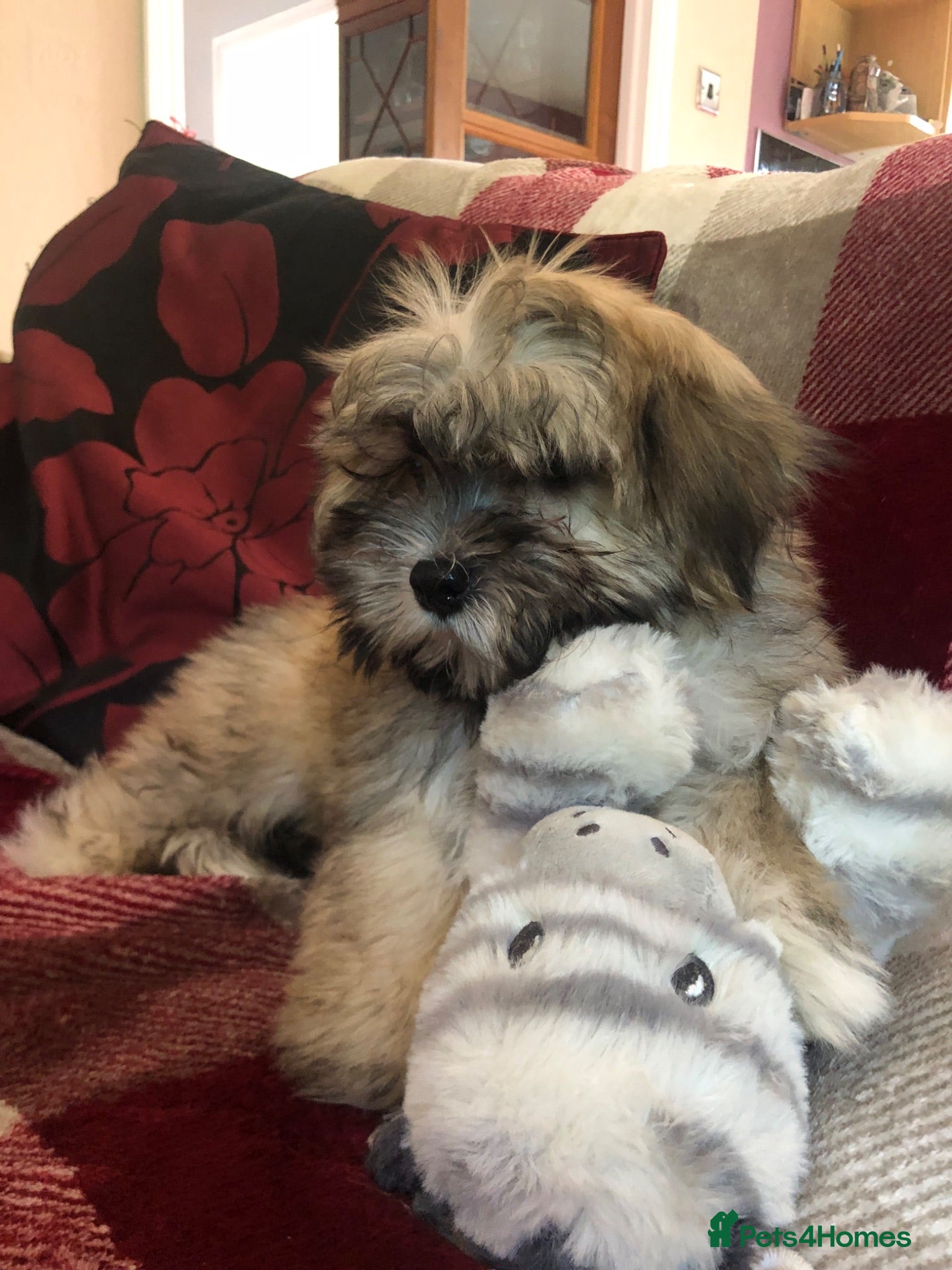 Shihpoo dogs shihpoo puppies for sale  - Advert 2