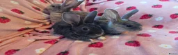 Rex rabbits for sale: Plush mini rex 8 weeks 3 left - Advert 11