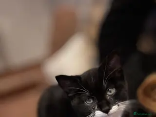 British Shorthair cats Male British shorthair - Advert 1