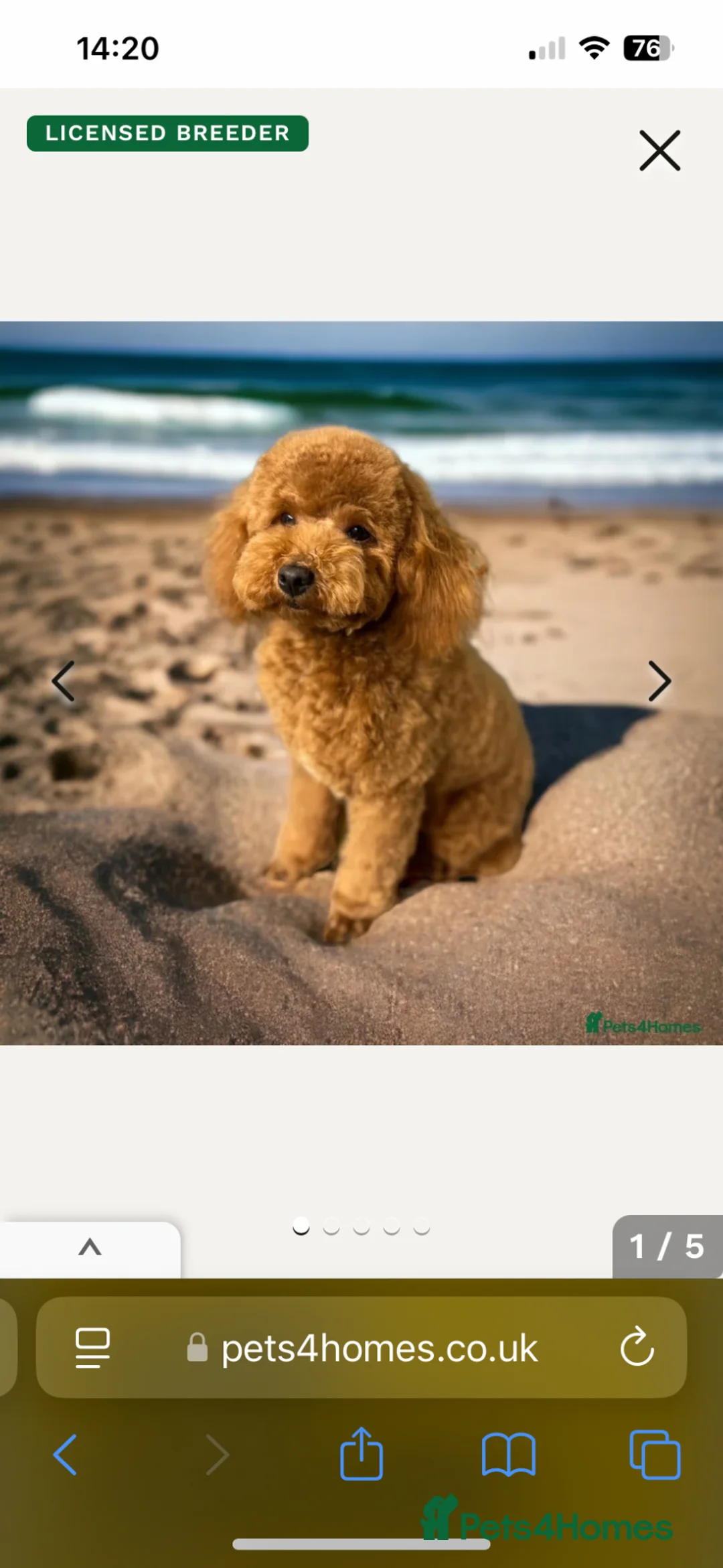 Cavapoo dogs for sale: 5 * Licensed/Home breeder F1b Cavapoo Males - Advert 15