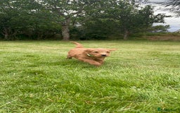 Australian Labradoodle dogs for sale: Australian Labradoodle puppies  - Image 16