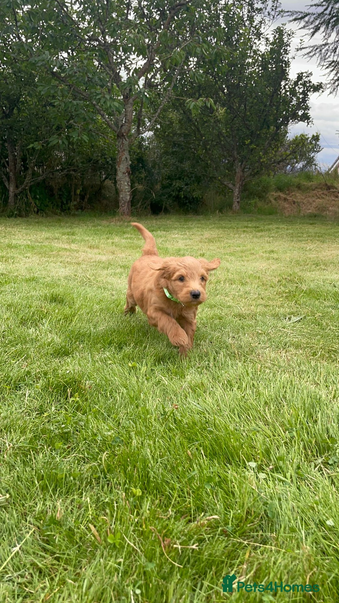 Australian Labradoodle dogs for sale: Australian Labradoodle puppies  - Image 16