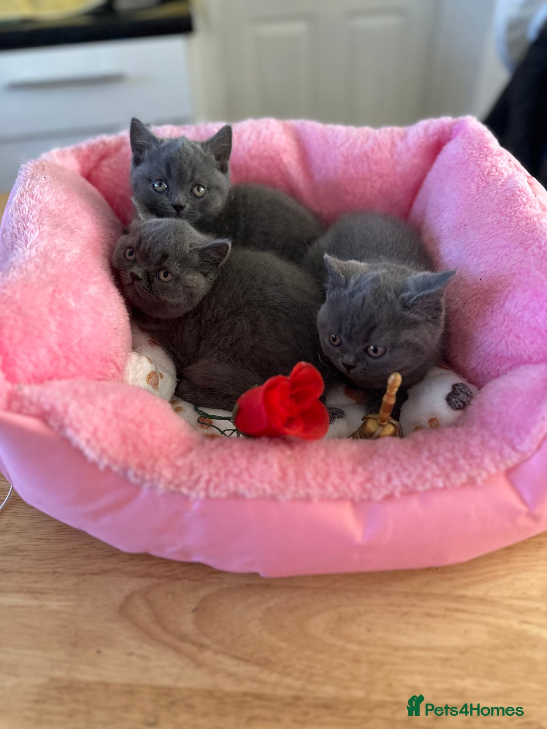British Shorthair cats for sale: British Blue Pedigree Females - Advert 4