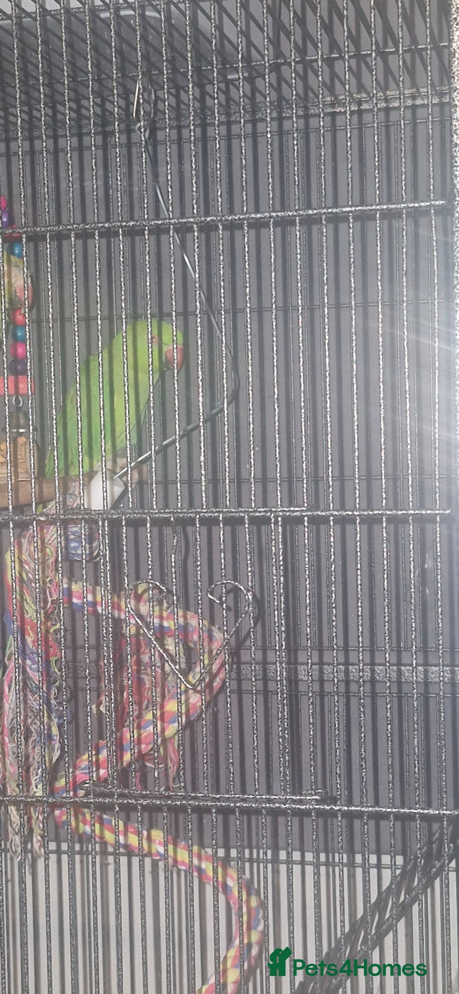 Ringnecks birds Female Indian Ringneck 1yr - Advert 6
