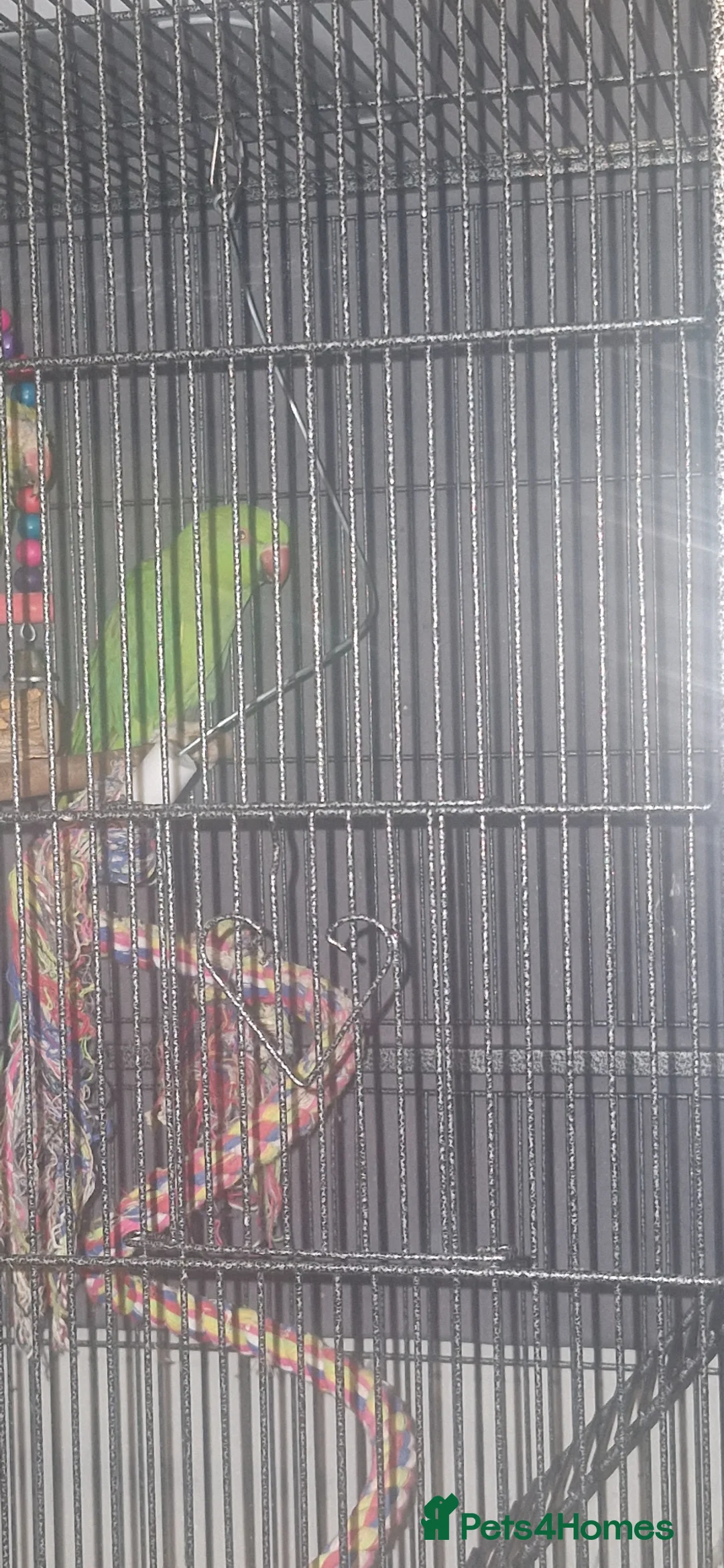 Ringnecks birds for sale: Female Indian Ringneck 1yr in Rotherham - Advert 1