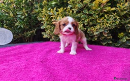 Cavalier King Charles Spaniel dogs for sale: KC Beautiful Cavalier King Charles puppies - Image 21
