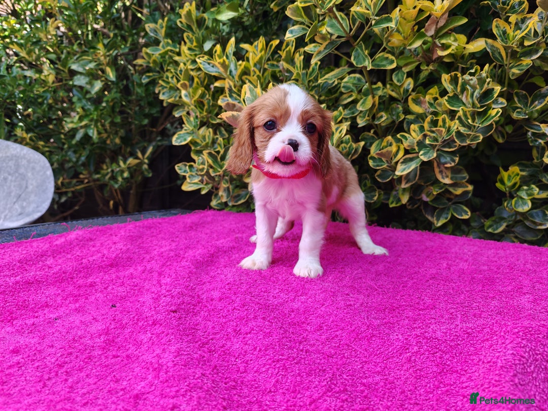 Cavalier King Charles Spaniel dogs for sale: KC Beautiful Cavalier King Charles puppies - Image 21