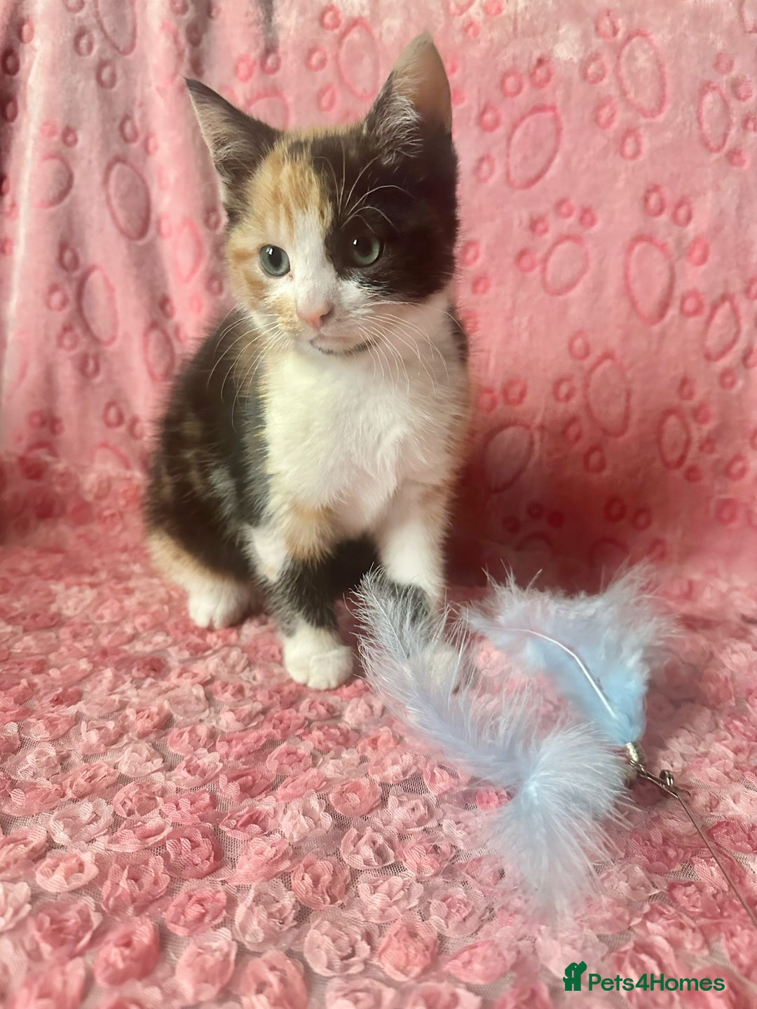 Maine Coon cats for sale: 2 Maine Coon Cross Calico Female Kittens - Advert 1