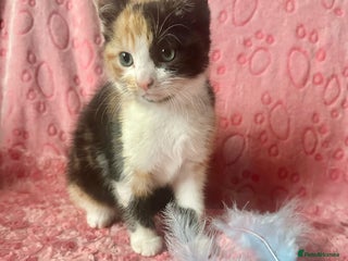 Maine Coon cats 2 Maine Coon Cross Calico Female Kittens - Advert 1