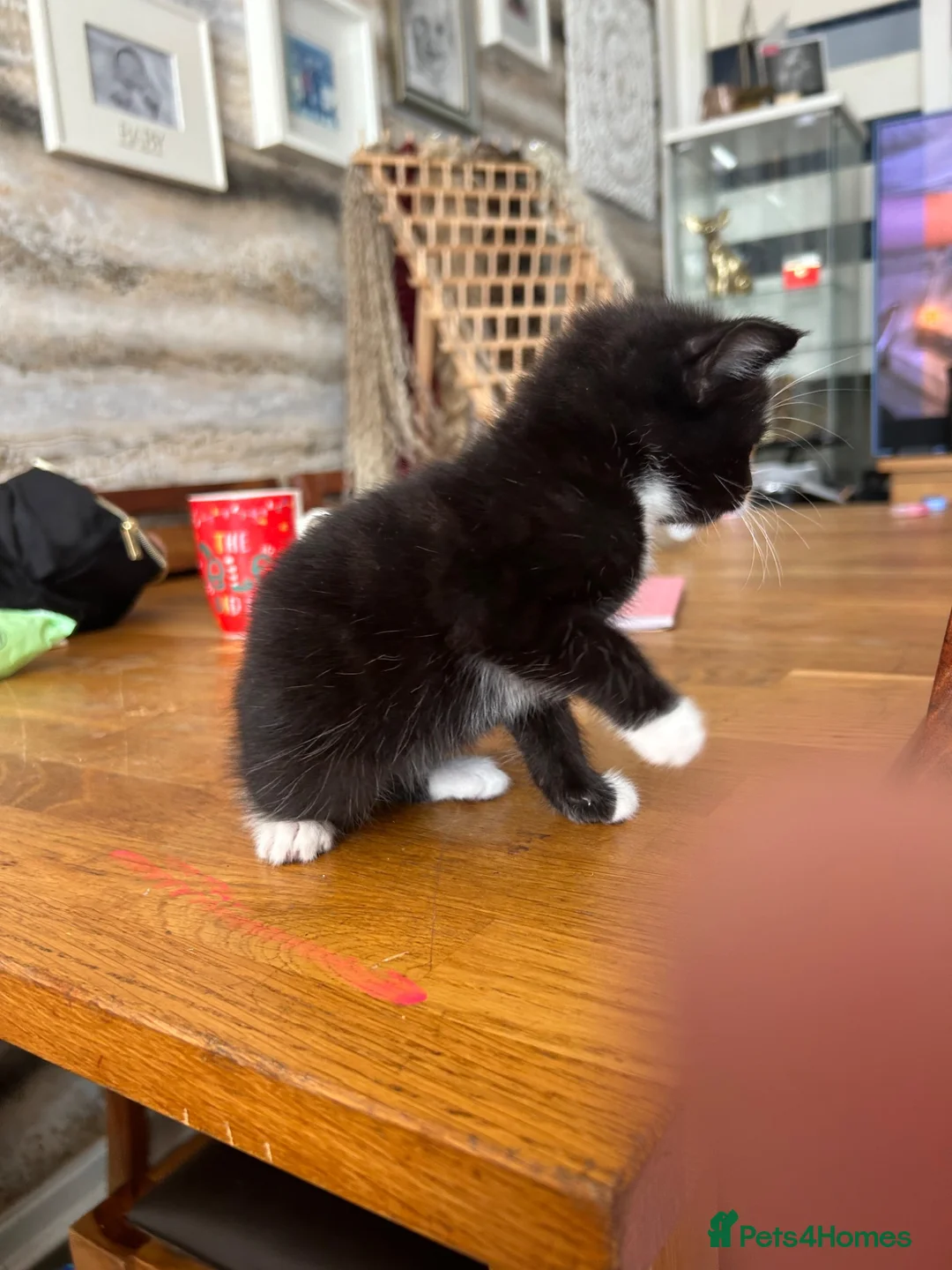 British Shorthair cats for sale: Kittens for sale in Basildon - Advert 6