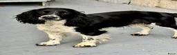 Sprocker dogs for sale: Sprocker puppies make ideal pets! - Advert 10