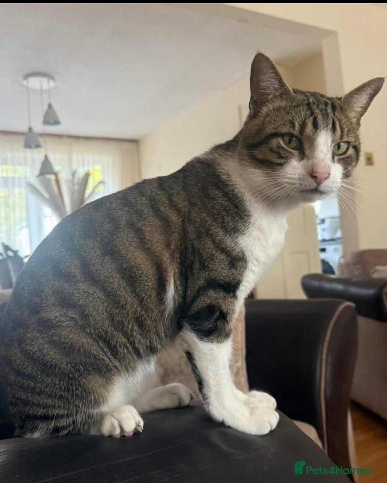 Mixed Breed cats Free, friendly well behaved Cat - Advert 2