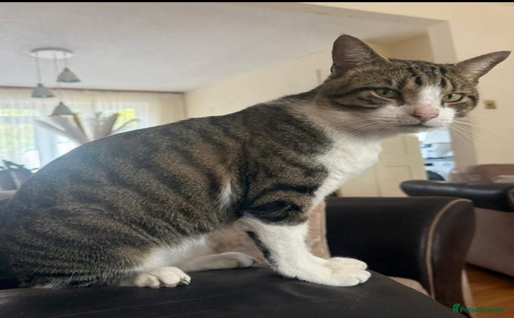 Mixed Breed cats Free, friendly well behaved Cat - Advert 3