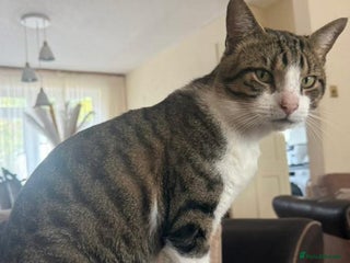 Mixed Breed cats for stud: Free, friendly well behaved Cat - Advert 2