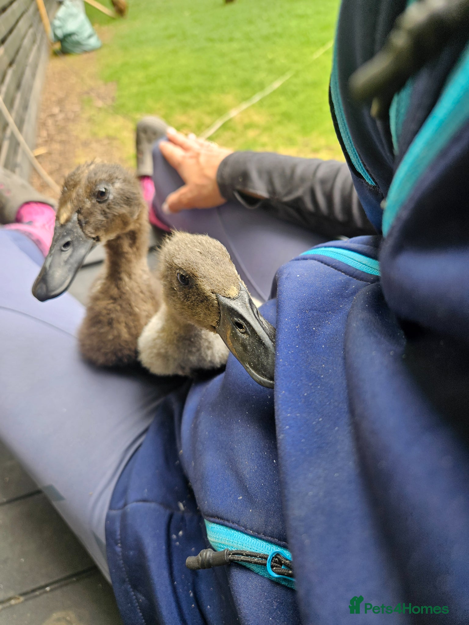 Ducks poultry for sale: Indian runner duck females in Abingdon - Advert 3