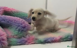 Miniature Dachshund dogs for sale: Cream Longhair Miniature Dachunds Ready Now - Image 2