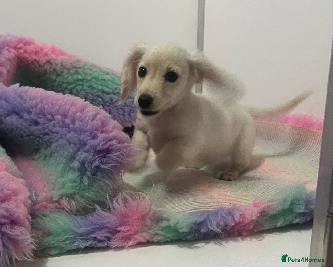 Miniature Dachshund dogs for sale: Cream Longhair Miniature Dachunds Ready Now - Image 2