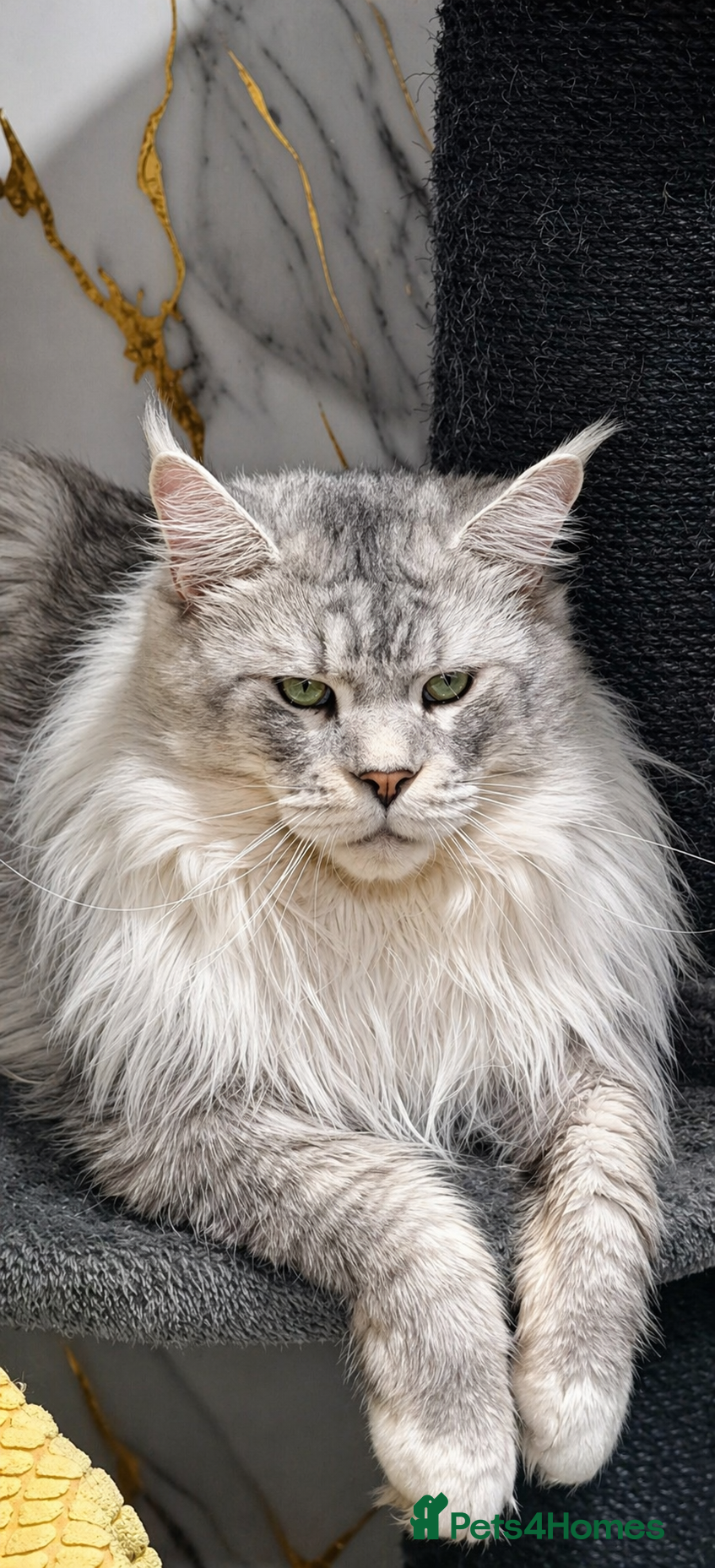 Maine Coon cats Maine coon 3 boys for stud - Advert 5