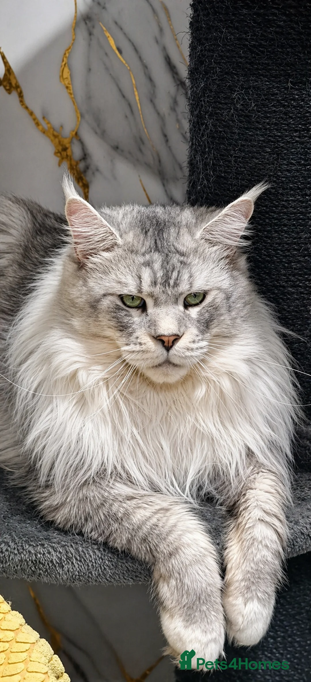 Maine Coon cats for stud: Maine coon 3 boys for stud - Advert 1