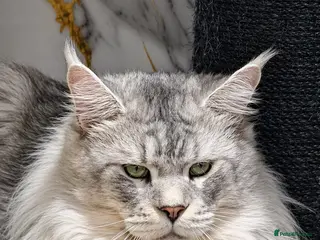 Maine Coon cats Maine coon 3 boys for stud - Advert 3