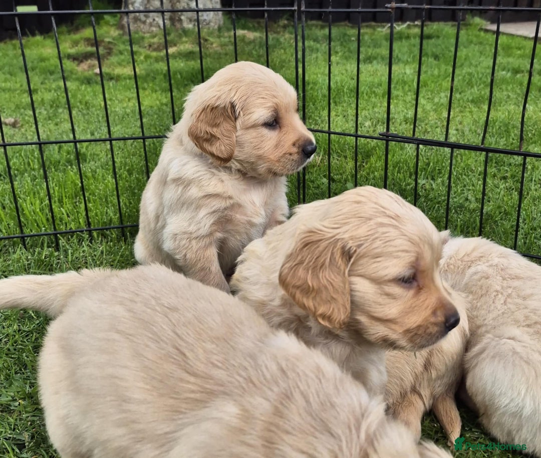 Golden Retriever dogs for sale: KC Registered Golden Retrievers - Image 3