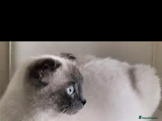 Mixed Breed cats Beautiful kittens 😸 available for new home - Advert 2