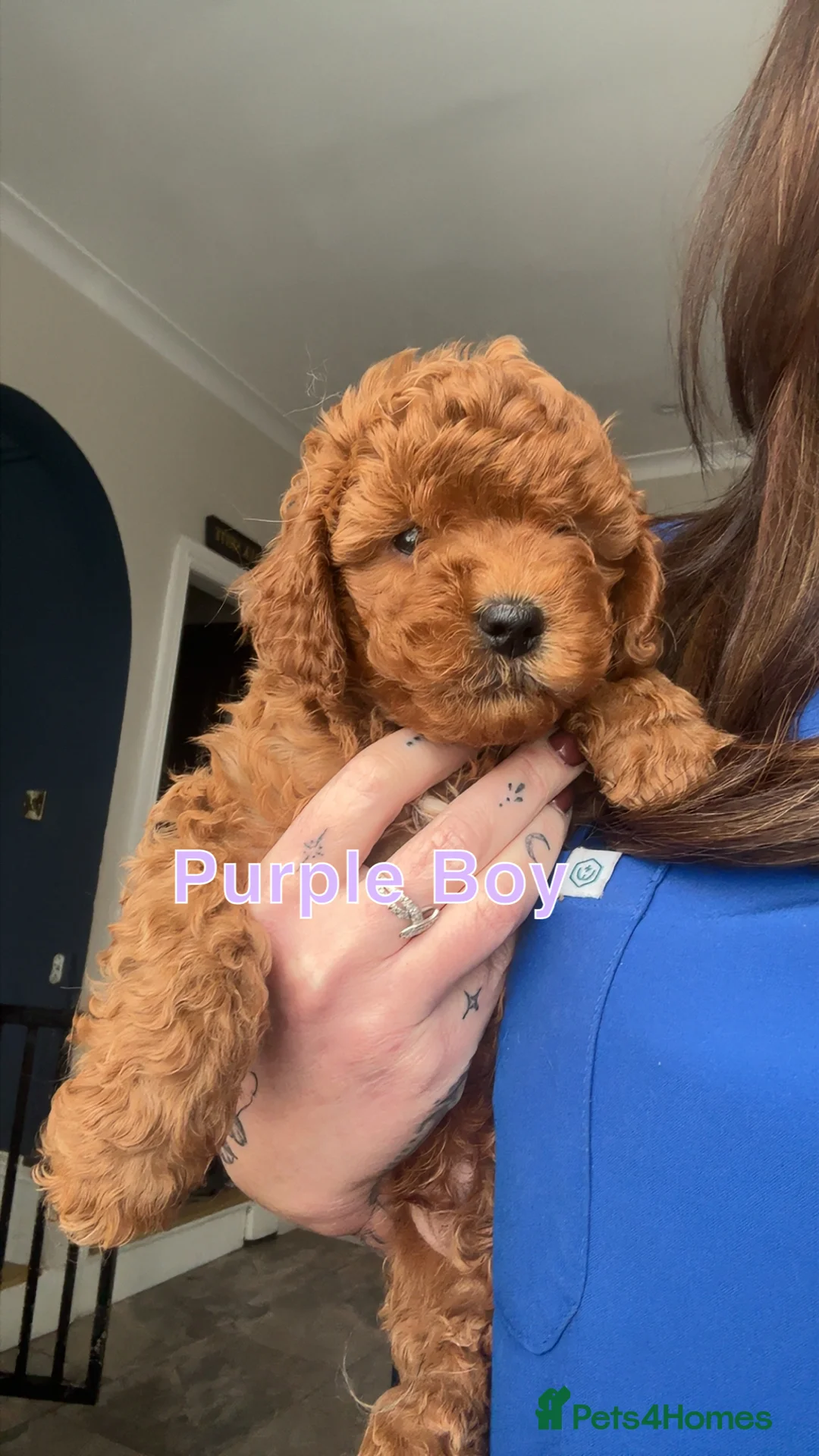 Cavapoo dogs for sale: 🐶2 BOYS REDUCED Toy Cavapoos (Health Tested)🐶 - Advert 1