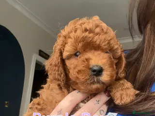 Cavapoo dogs 🐶2 BOYS REDUCED Toy Cavapoos (Health Tested)🐶 - Advert 13