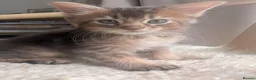 Abyssinian cats for sale: Abyssinian X for sale in Abingdon - Advert 7