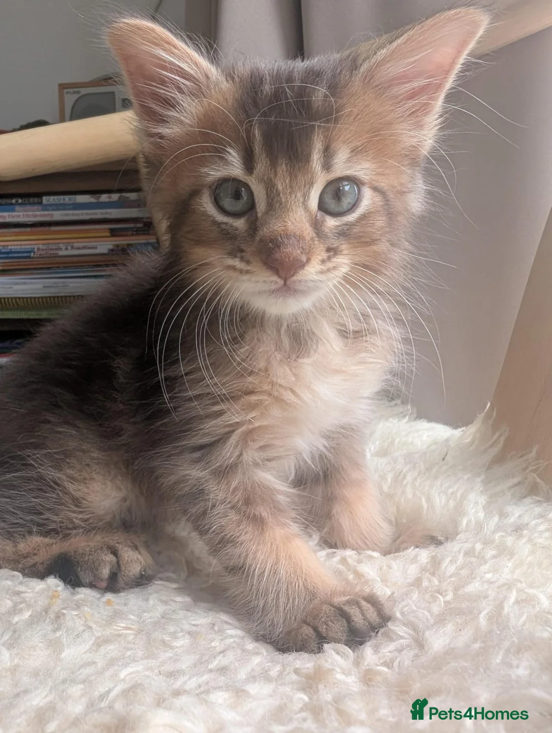 Abyssinian cats for sale: Abyssinian X for sale in Abingdon - Advert 7