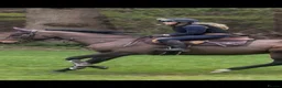 Irish Thoroughbred horses for sale: Super safe teenager dream horse  - Advert 9