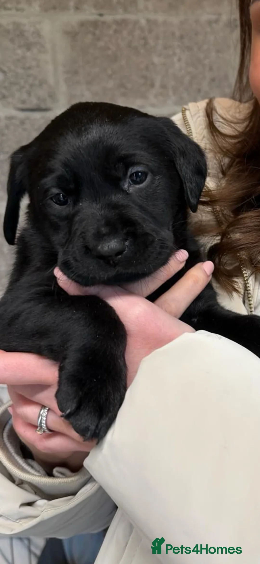 Labrador Retriever dogs for sale: Lovely KC registered Black and Chocolate pups - Advert 5