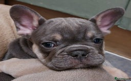 French Bulldog dogs for sale: Home reared beautiful frenchie pups - Image 9